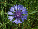 chrpa modr - Centaurea cyanus