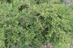zimostráz Trompenburg - Buxus microphylla Trompenburg