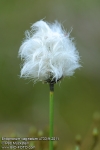 suchopr pochvat - Eriophorum vaginatum