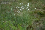 suchopr pochvat - Eriophorum vaginatum