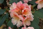 Pěnišník Marylou - Rhododendron Marylou