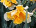 narcis Orangery - Narcissus Orangery