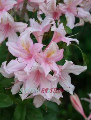 Pnink azalka - Knap Hill Nancy Buchanan - Rhododendron - Azalea - Knap Hill Nancy Buchanan