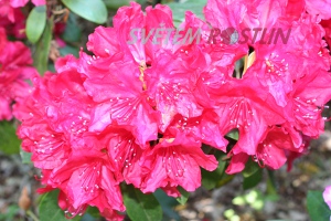 pěnišník Nicoline - Rhododendron hybride Nicoline