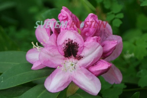 pnink pevelik Marchioness of Lansdowne - Rhododendron maximum Marchioness of Lansdowne