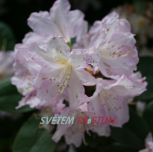 pěnišník Dagmar - Rhododendron hybride Dagmar