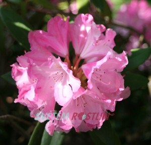 pěnišník Pink Cherub - Rhododendron hybride Pink Cherub