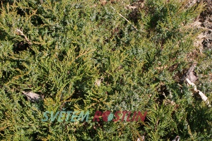 jalovec chvojka Broadmoor - Juniperus sabina Broadmoor