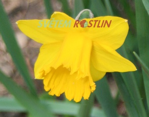 narcis Primeur - Narcissus Primeur
