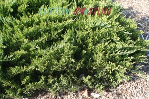 jalovec chvojka Tamariscifolia - Juniperus sabina Tamariscifolia