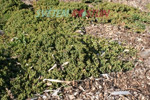 jalovec polehl Nana - Juniperus procumbens Nana