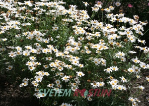 kopretinovec devnat Dana - Argyranthemum frutescens Dana