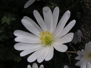 sasanka rozkon - Anemone blanda
