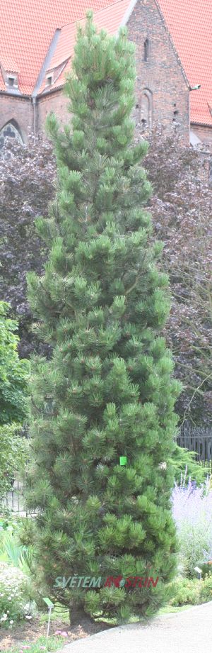 borovice Heldreichova Compact Gem - Pinus heldreichii Compact Gem