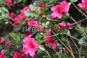 Pěnišník azalka Vuyk's Rosyred - Rhododendron - Azalea Vuyk's Rosyred