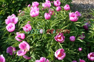 pivoka Veitchova - Paeonia veitchii