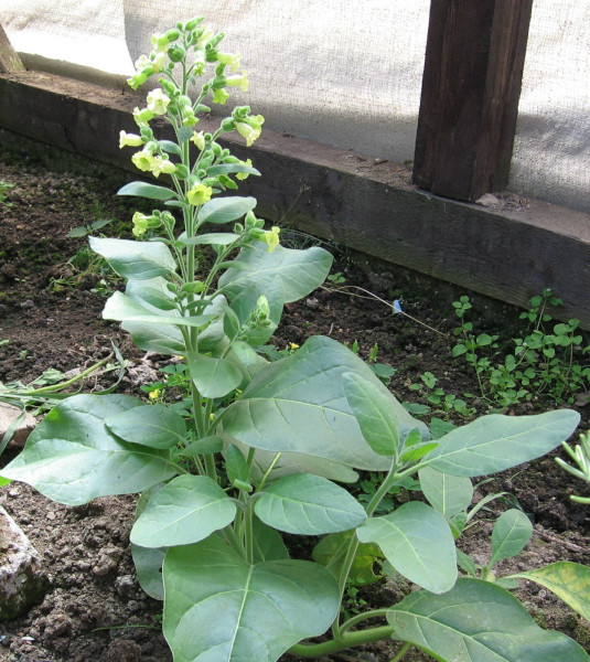 tabk selsk - Nicotiana rustica