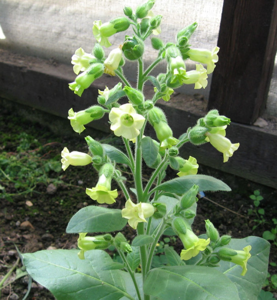 tabk selsk - Nicotiana rustica