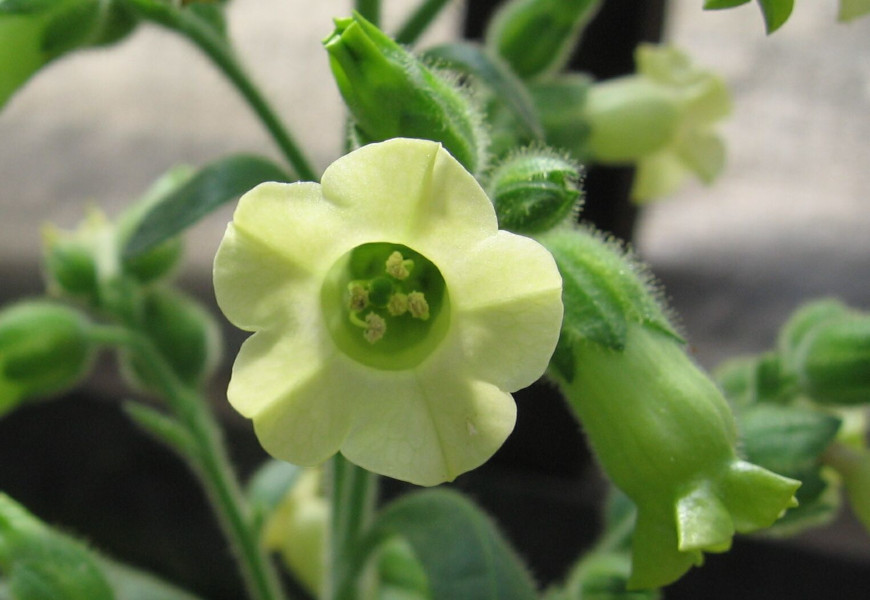 tabk selsk - Nicotiana rustica