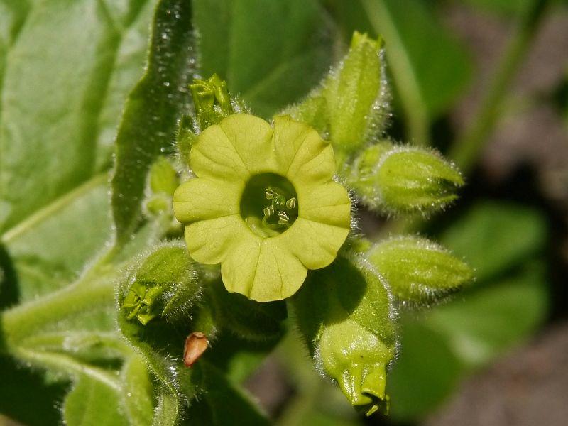 tabk selsk - Nicotiana rustica