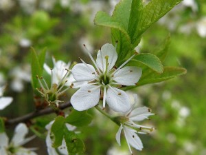 slivo trnka - Prunus spinosa