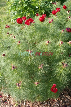 pivoka zkolist - Paeonia tenuifolia