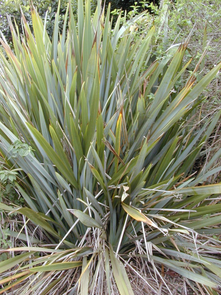 lenovnk novozlandsk - Phormium tenax