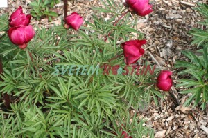 pivoka Early Scout - Paeonia lactiflora  tenuifolia Early Scout
