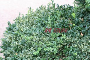 zimostráz vždyzelený Argenteo-variegata - Buxus sempervirens Argenteo-variegata