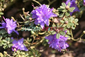 pnink obten Intrifast - Rhododendron impeditum Intrifast