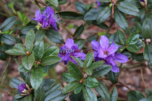 Pěnišník Violeta - Rhododendron Violeta
