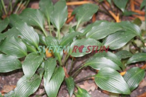 bohyka - Hosta tardiflora