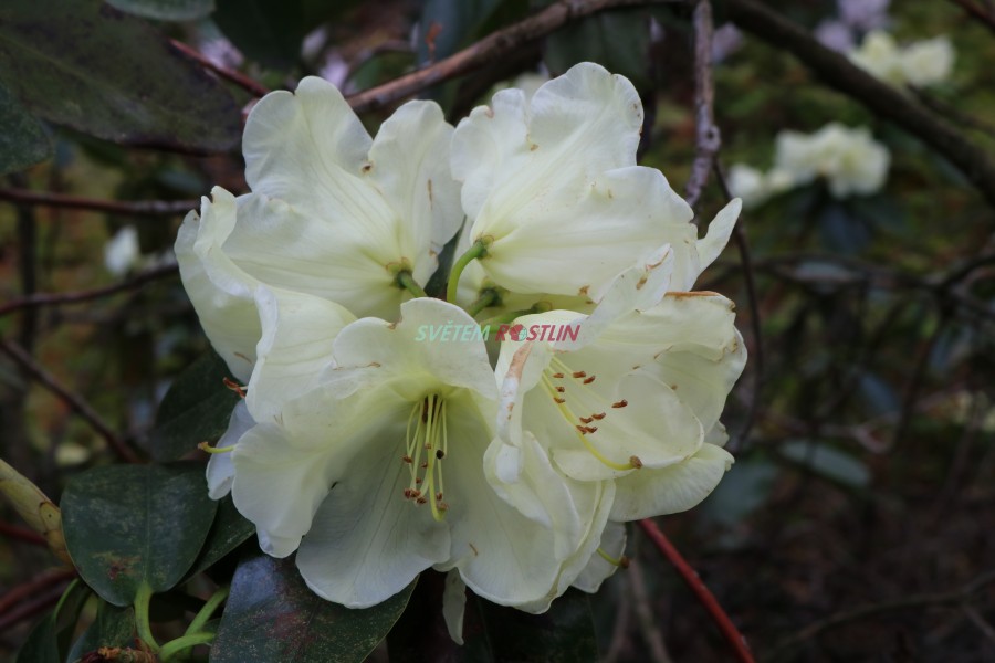 Pěnišník Adriaan Koster - Rhododendron Adriaan Koster