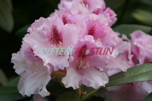 Pěnišník Lamentosa - Rhododendron Lamentosa