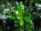 cesmína ostrolistá - Ilex aquifolium