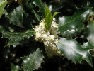 cesmína ostrolistá - Ilex aquifolium