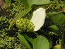 blk bahenn - Calla palustris