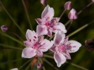 mel okolinat - Butomus umbellatus