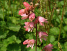 dluicha krvav - Heuchera sanguinea