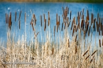 orobinec irokolist - Typha latifolia