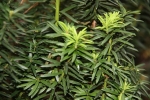 tis erven Fastigiata Aurea - Taxus baccata Fastigiata Aurea