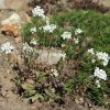 husenk vbkat Glacier - Arabis procurrens Glacier