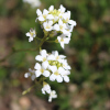 husenk vbkat Glacier - Arabis procurrens Glacier