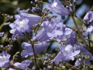 akaranda mimzolist - Jacaranda mimosifolia