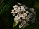 kalina prask Pragense - Viburnum Pragense