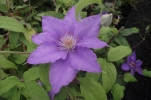 plamnek Xerxes - Clematis Xerxes