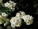 tavolnk van Houttev - Spiraea  vanhouttei