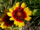 kokarda Granada - Gaillardia aristata Granada