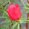 rucha velkokvt - Portulaca grandiflora