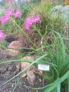 nerine Bowdenova - Nerine bowdenii